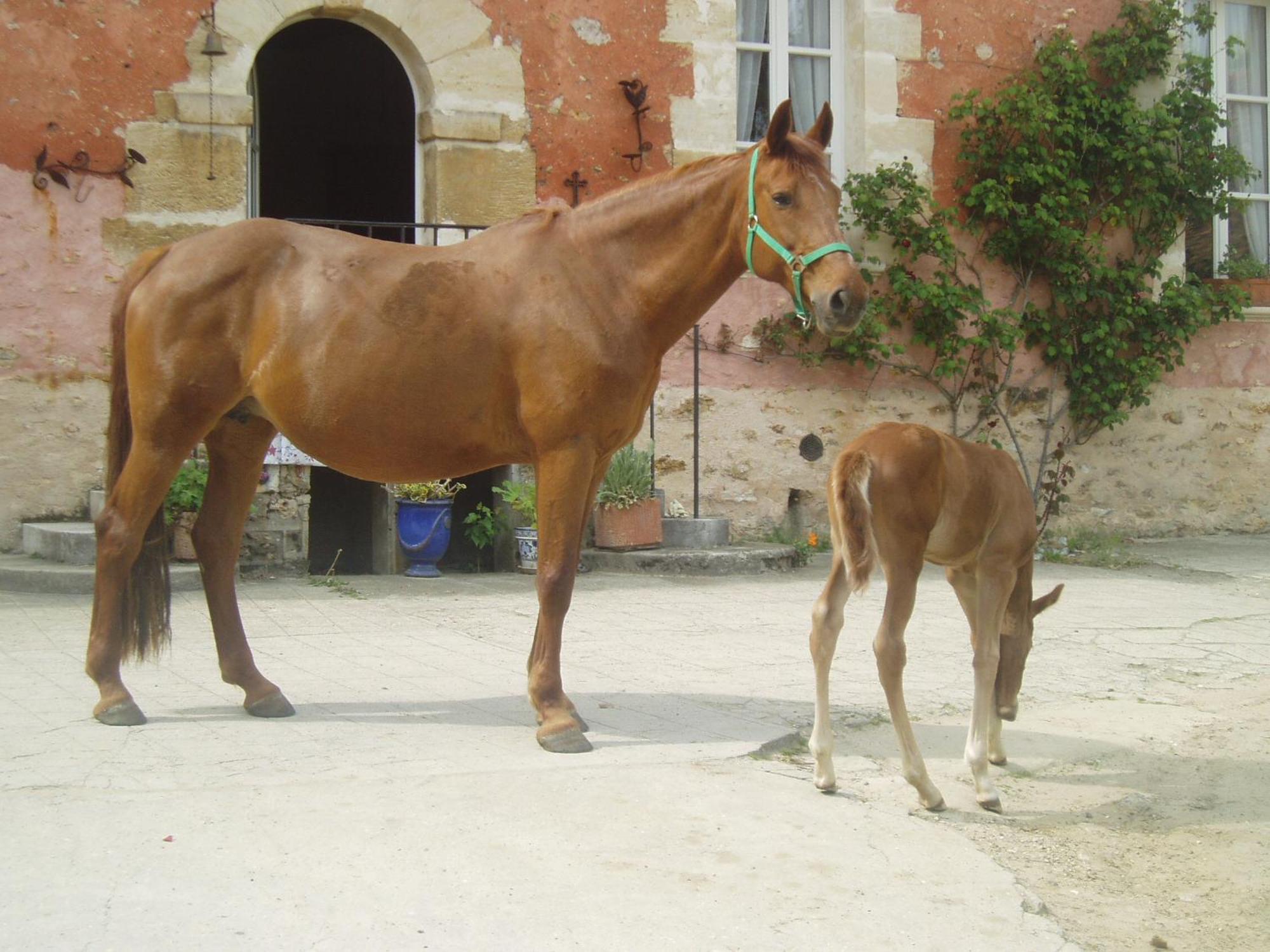La Ferme Rose Bed & Breakfast Cergy Dış mekan fotoğraf