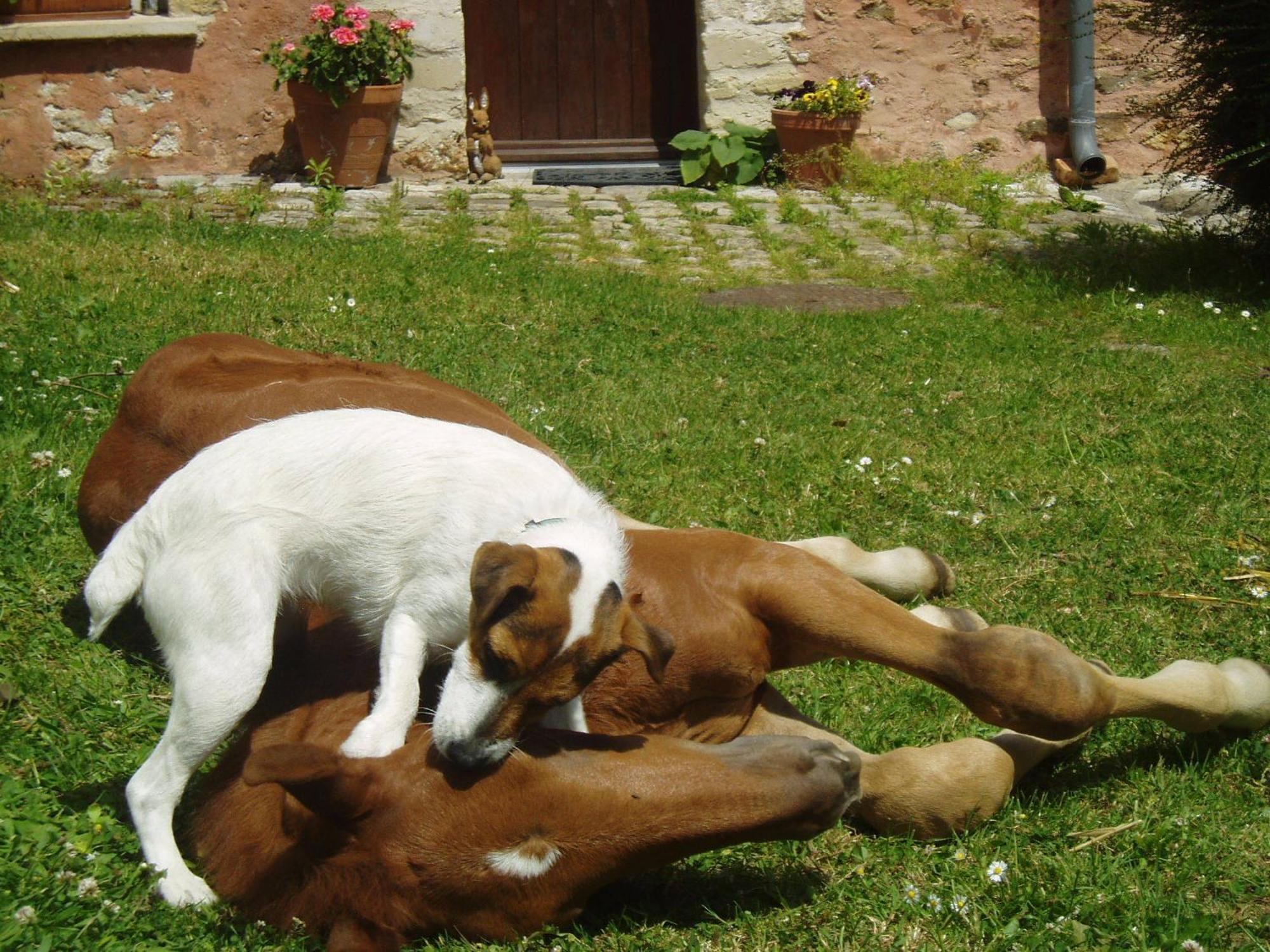 La Ferme Rose Bed & Breakfast Cergy Dış mekan fotoğraf